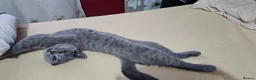 British Shorthair cats for sale: 2 lovely British shorthair kitten left  - Advert 10