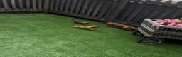 Miniature Dachshund dogs for sale: Miniature Daschund  - Advert 5
