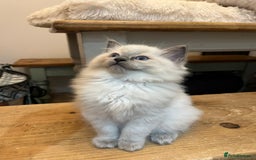 Ragdoll cats for sale: 💗💙5 x fluffy ragdoll kittens ready now💙 💗 - Advert 6