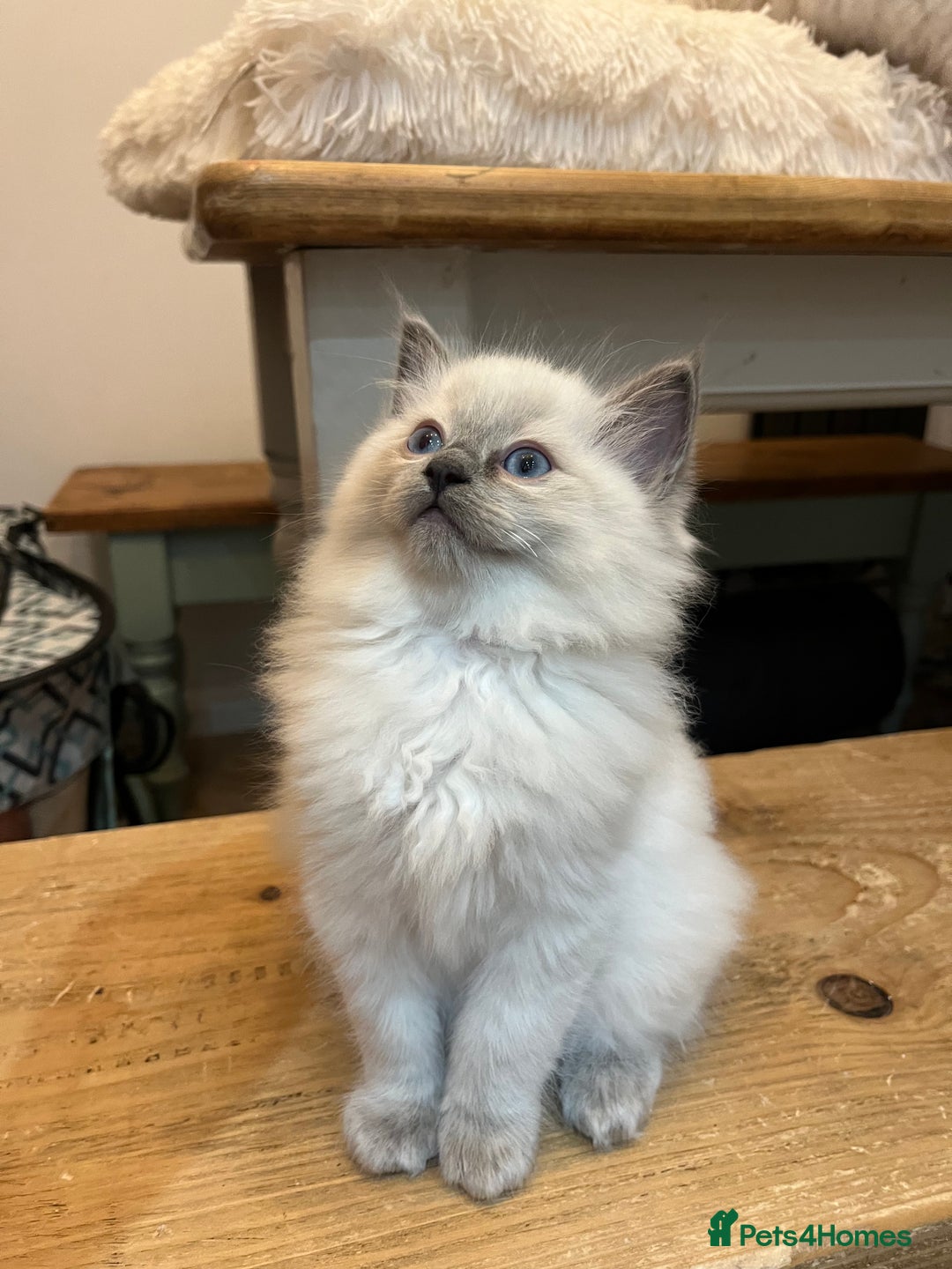 Ragdoll cats for sale: 💗💙5 x fluffy ragdoll kittens ready now💙 💗 - Advert 6