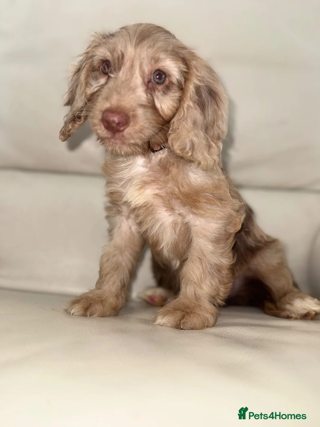 Cockapoo dogs for sale: 🐶 Ready Now! Gorgeous F1 Cockapoo Puppies - Advert 2