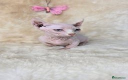 Dwelf cats for sale: Dwelf Sphynx girl bominant odd eyes  - Image 7