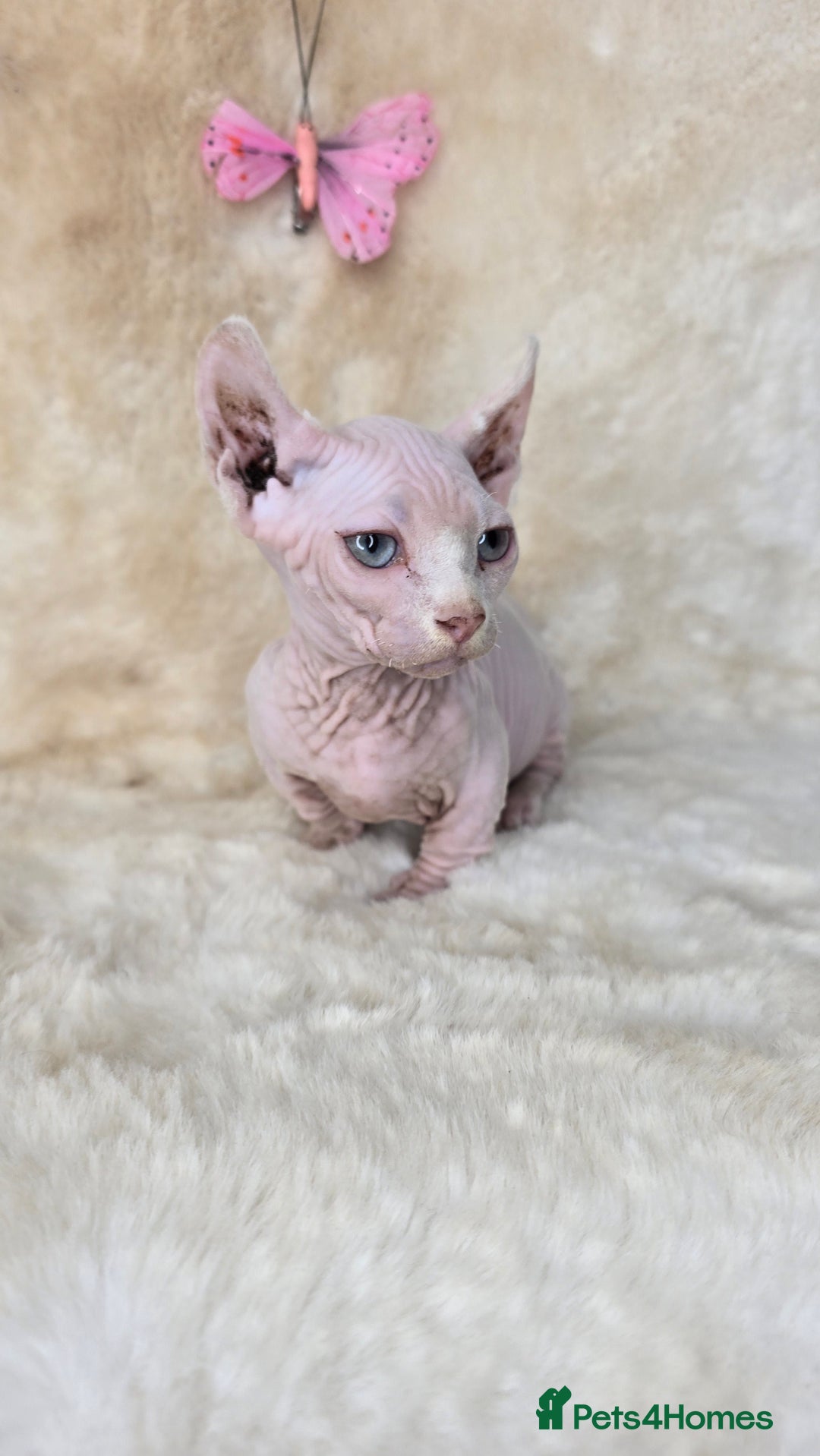 Dwelf cats for sale: Dwelf Sphynx girl bominant odd eyes  - Image 7