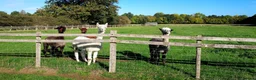 Alpaca livestock for sale: 4 female Huacaya Alpacas in Kettering - Advert 4