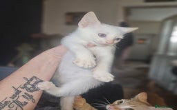 Sphynx cats for sale: Sphynx naked and coated  - Image 35