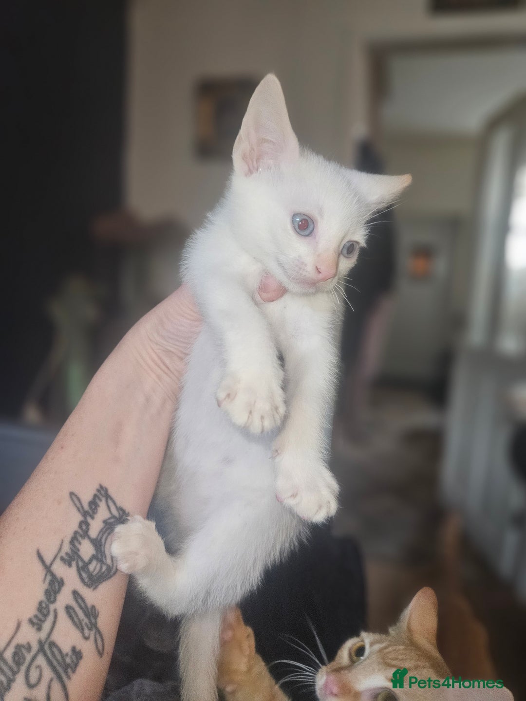 Sphynx cats for sale: Sphynx naked and coated  - Image 35