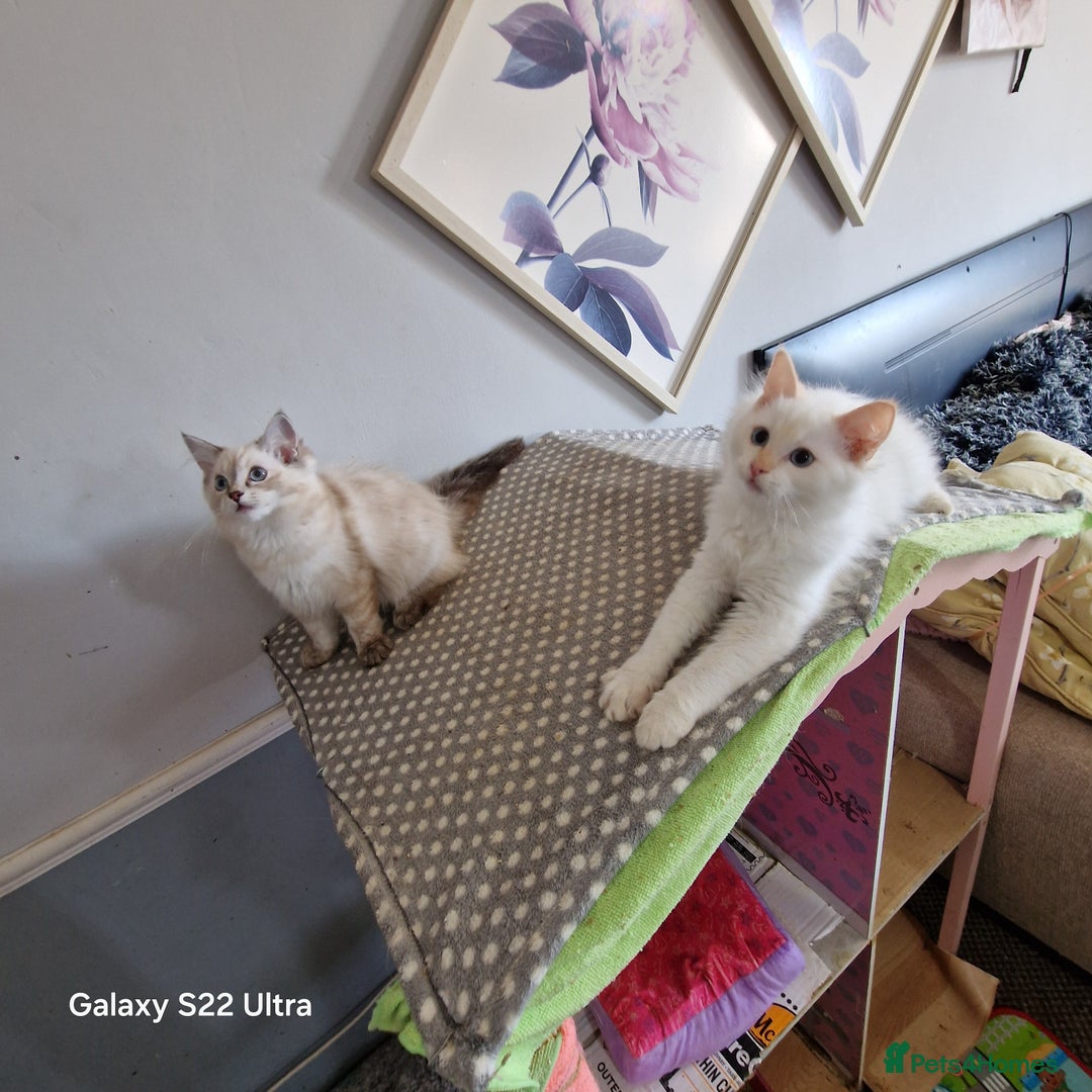 Ragdoll cats for sale: Pure loving ragdool ready for new home  - Image 10