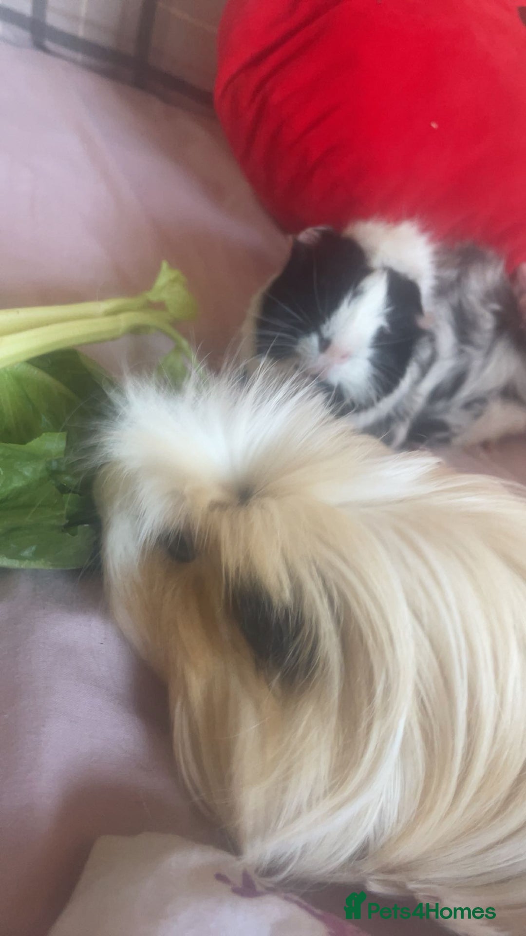 Guinea Pig rodents for sale: two boy guinea pigs  - Advert 3
