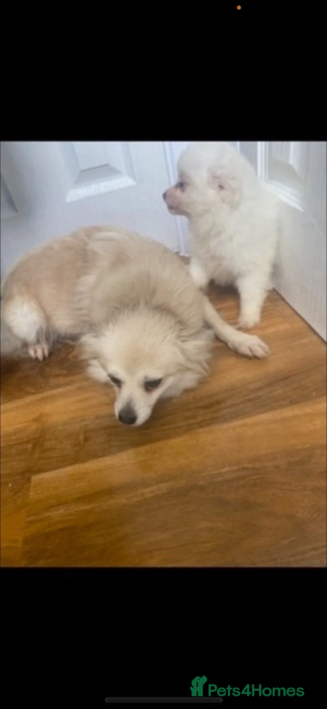 Pomeranian dogs for sale: 4 Pomeranian puppies  - Advert 4