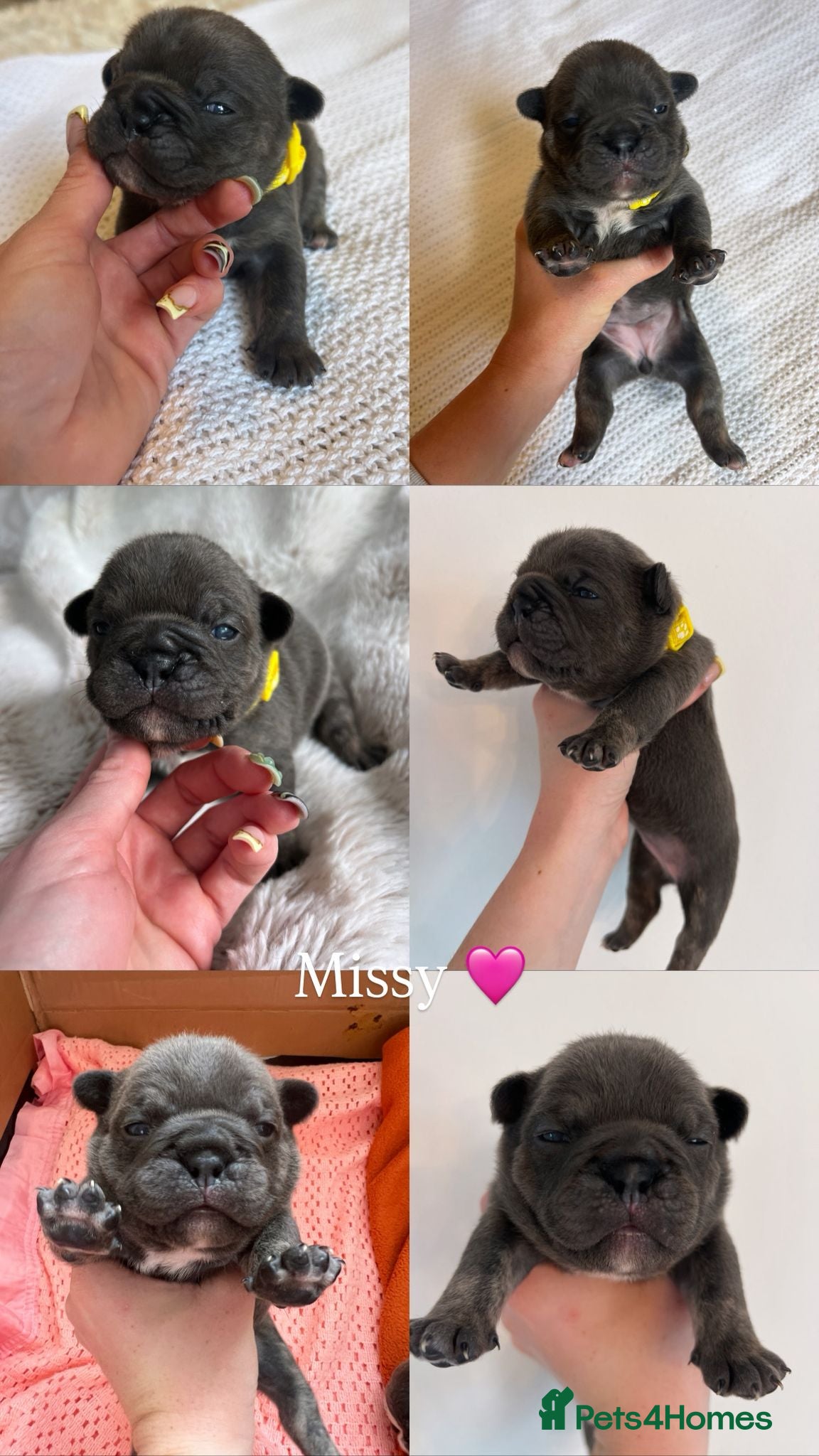 Mixed Breed dogs Stunning Merle French x English Bulldog puppies - Advert 2