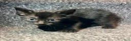 Mixed Breed cats for sale: 5 Mixed Coloured Kittens Available! - Advert 16