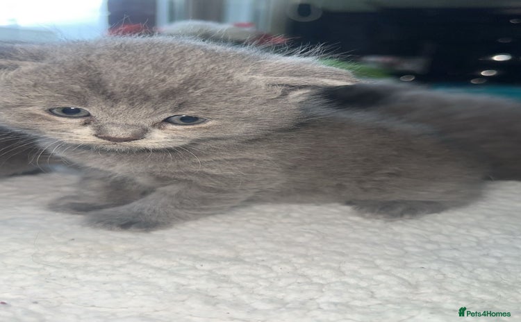 British Shorthair cats - Advert 1
