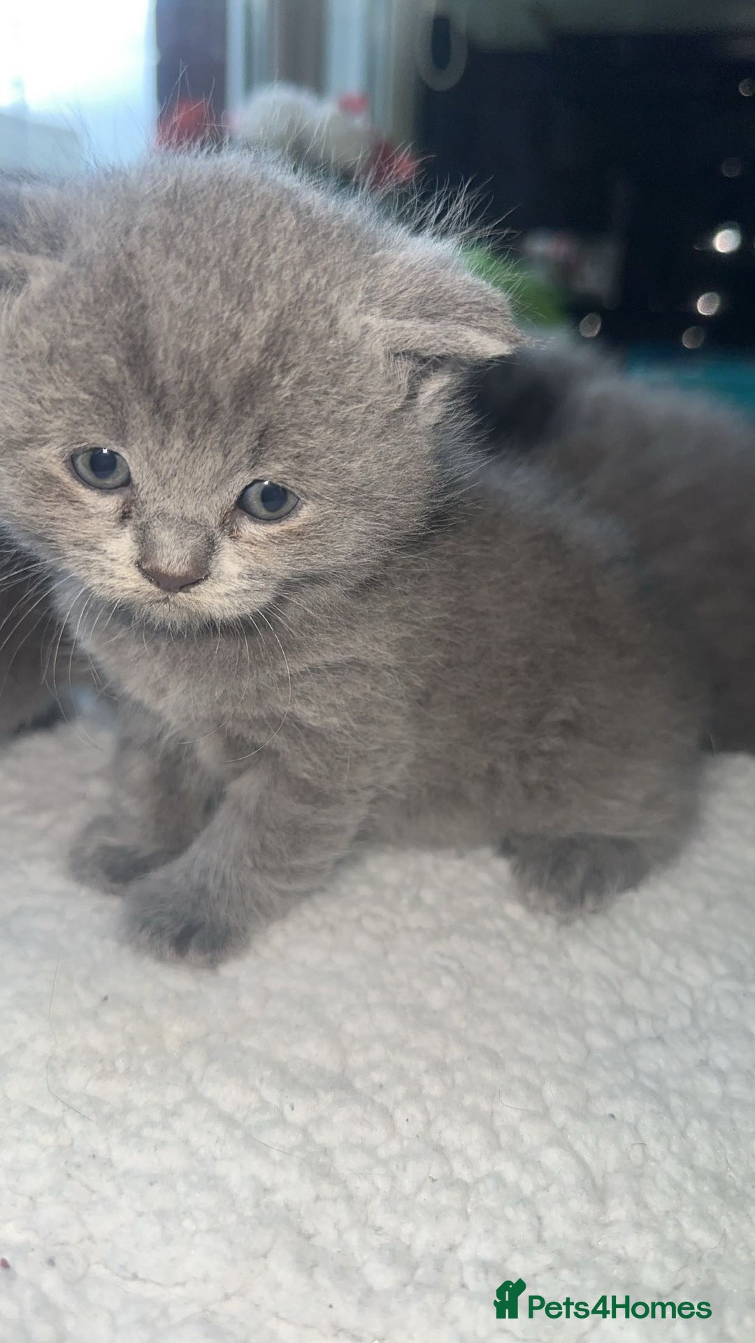 British Shorthair cats for sale: 5 remarkable British shorthairs  - Image 1