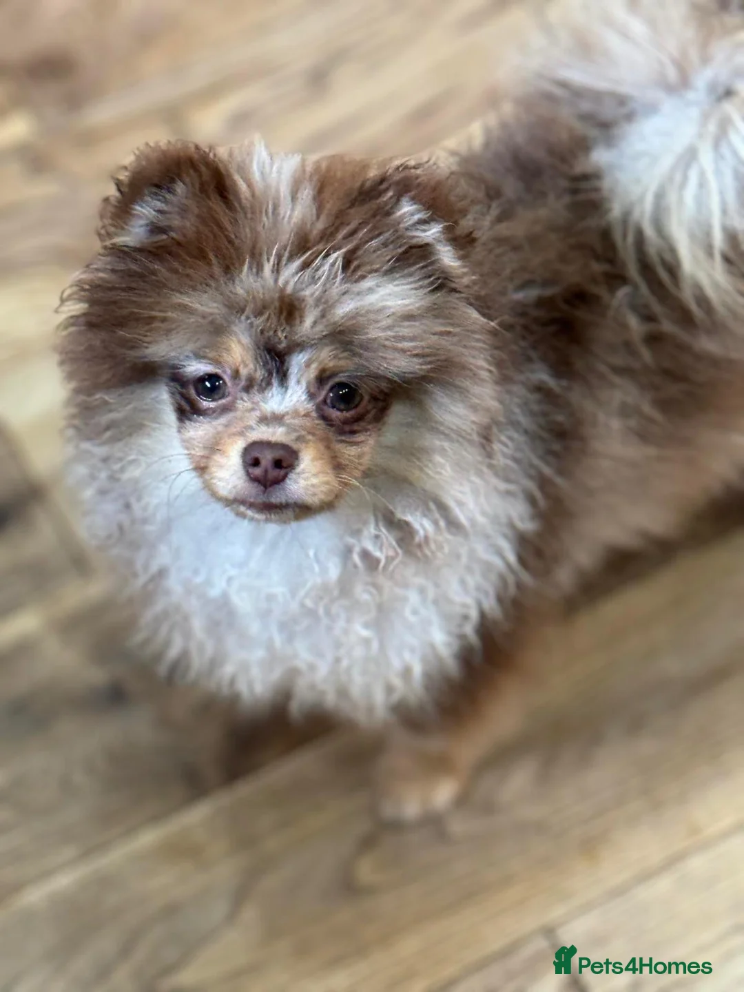 Pomeranian dogs for stud: Donnajay STUD kc Choco/Tan stud multi health tests in Stafford - Advert 6