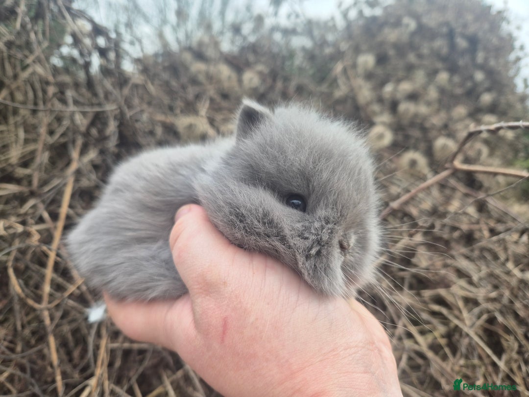 Angora rabbits for sale: 💙 Teddydwerg boy available 💙 - Advert 2