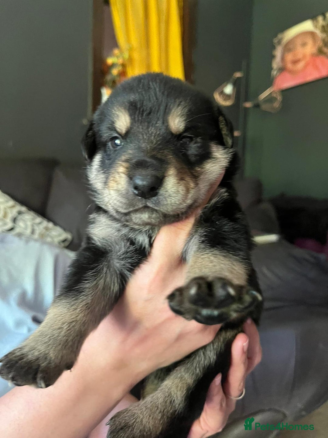 Mixed Breed dogs for sale: 9 beautiful rottweiler cross german shepherd pups - Image 1