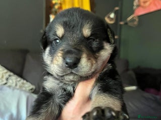 Mixed Breed dogs - Advert 14