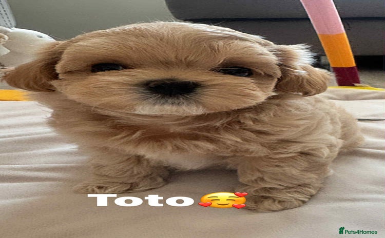 Maltipoo dogs - Advert 7