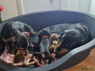 Mixed Breed dogs Dauchound x cocker spaniel - Advert 1