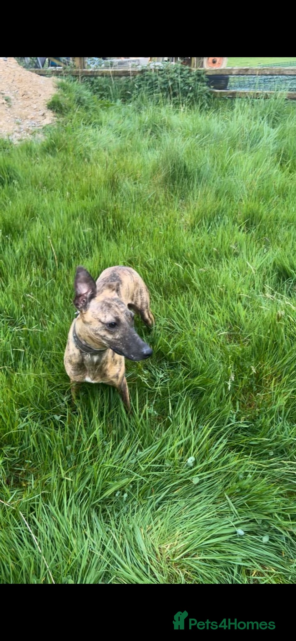 Whippet dogs for sale: Whippet puppies - Advert 5