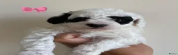 Poochon dogs for sale: 6 Poochon Pups For Sale  - Advert 8