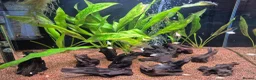 Cichlids fish for sale: Dwarf platinum parrots  in Redditch - Advert 4