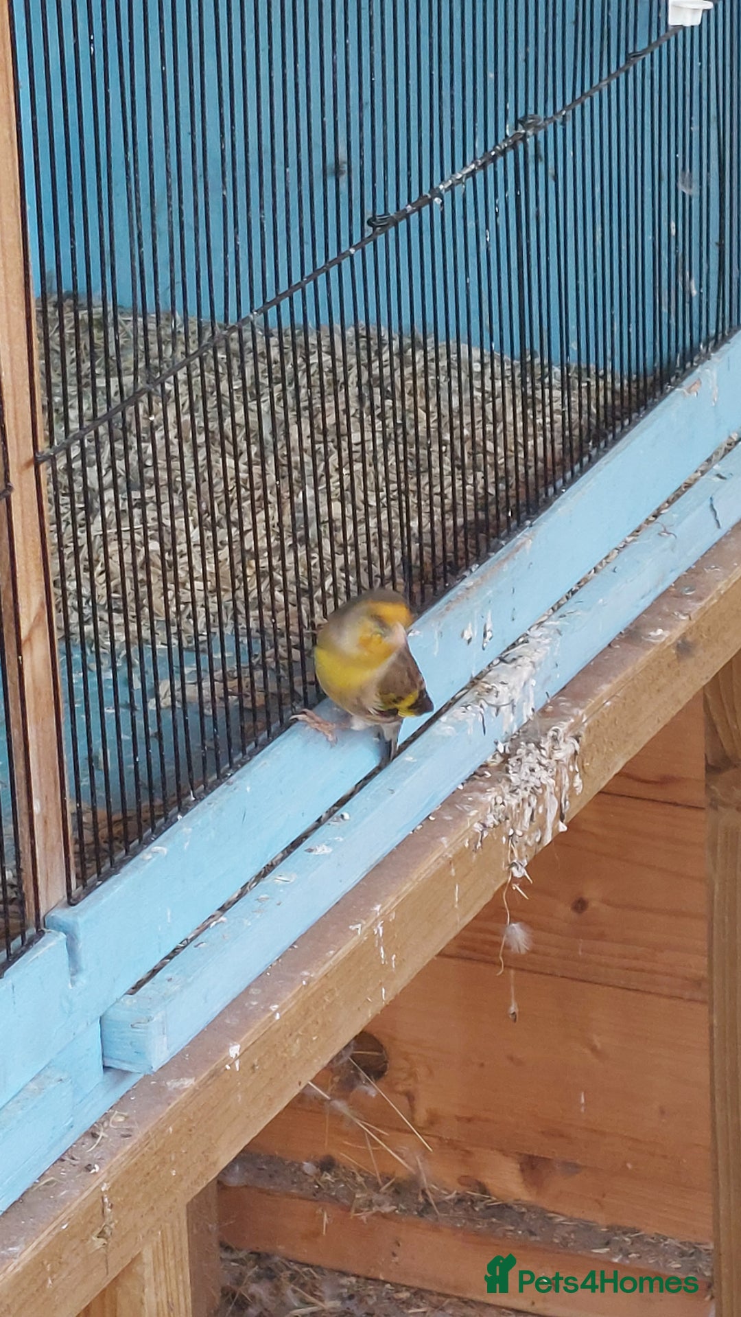 Finches birds for sale: Goldfinch mules  - Image 4