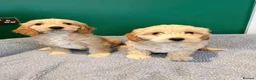 Cockapoo dogs for sale: 2 x Male Cockapoos  - Advert 7