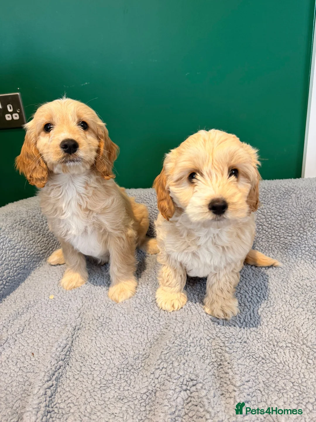 Cockapoo dogs for sale: 2 x Male Cockapoos  - Advert 7