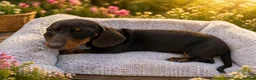 Miniature Dachshund dogs for sale: Miniature dachshund - KC registered  - Advert 6