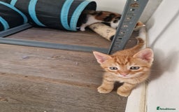 Mixed Breed cats for sale: 2 Ginger Boys, 1 Tabby Girl. Donate to charity - Image 16
