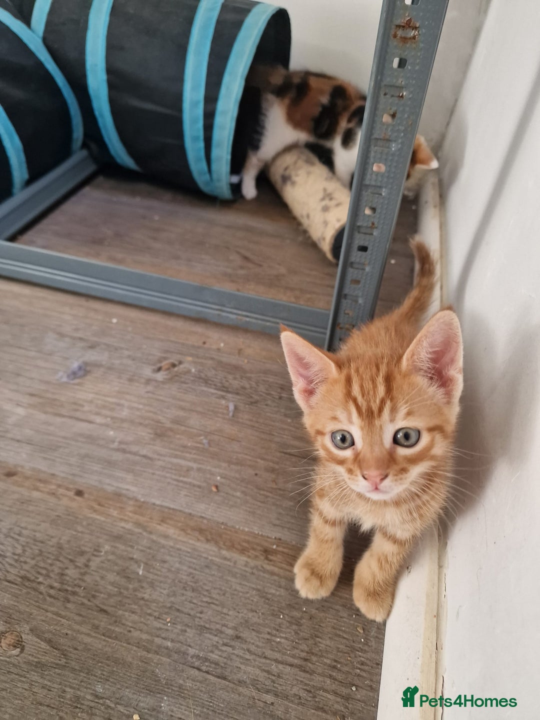 Mixed Breed cats for sale: 2 Ginger Boys, 1 Tabby Girl. Donate to charity - Image 16