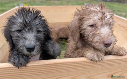 Bedlington Terrier dogs for sale: Bedlington terriers - working stock - Image 8