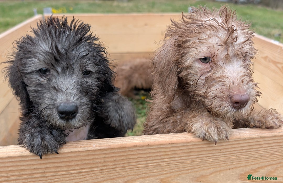Bedlington Terrier dogs for sale: Bedlington terriers - working stock - Image 8