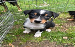 Mixed Breed dogs for sale: Kelpie x Collie Puppies looking for homes - Image 6