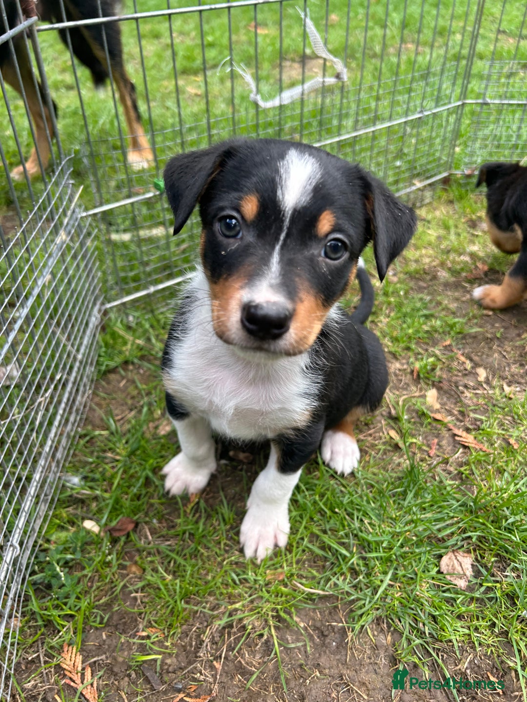 Mixed Breed dogs for sale: Kelpie x Collie Puppies looking for homes - Image 6