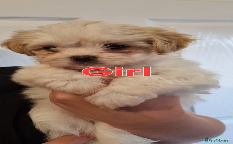 Shih Tzu dogs - Advert 1