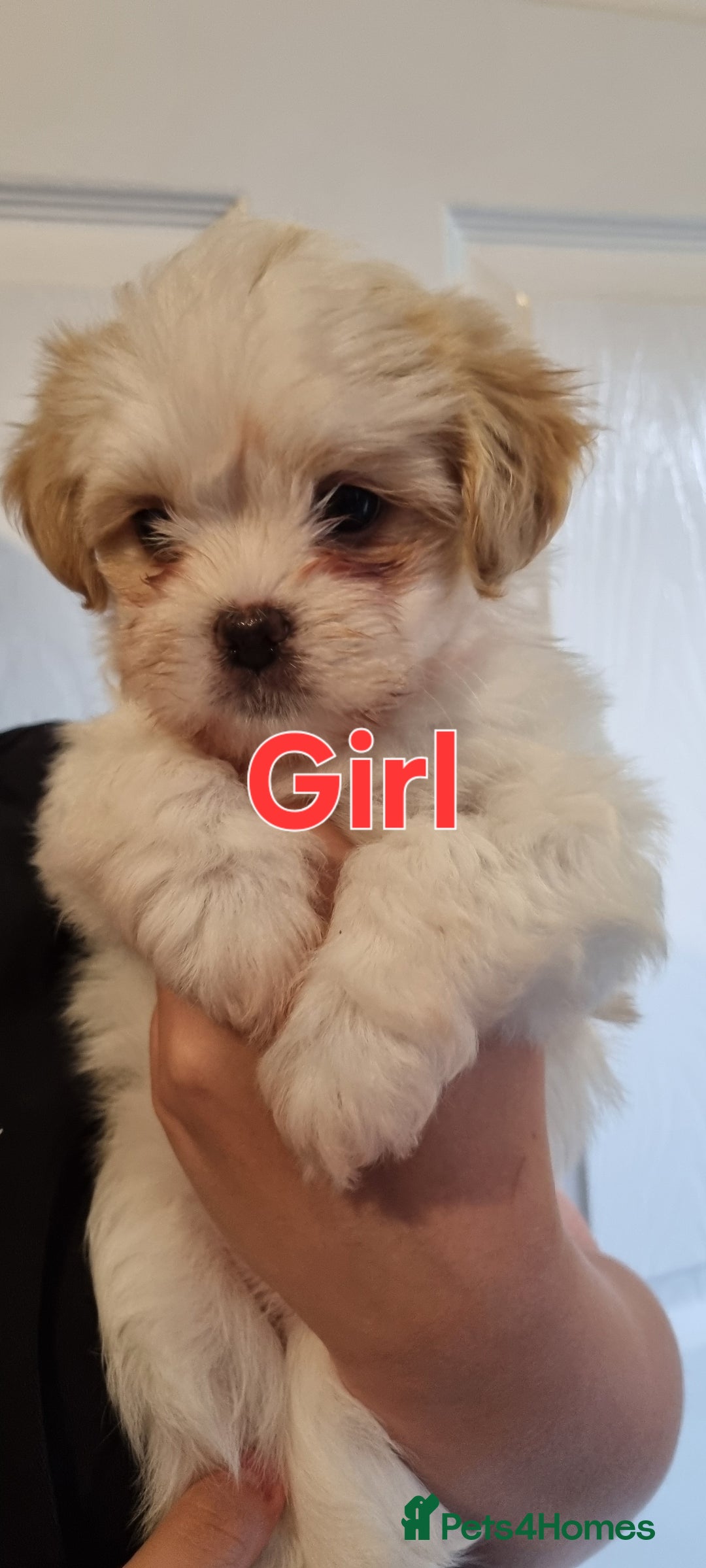 Shih Tzu dogs for sale: Shihtzu puppies - Image 1