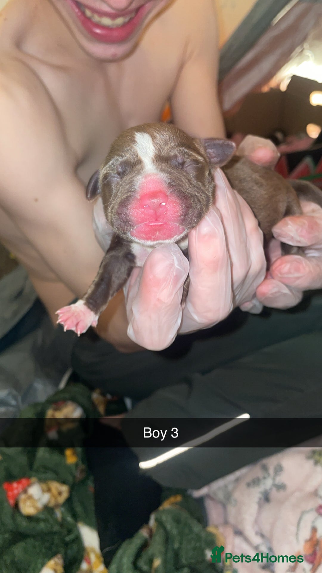 Mixed Breed dogs for sale: American bully x American bulldog puppies - Advert 8