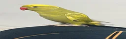 Ringnecks birds for sale: Green Ringneck Pied in Hounslow - Advert 1