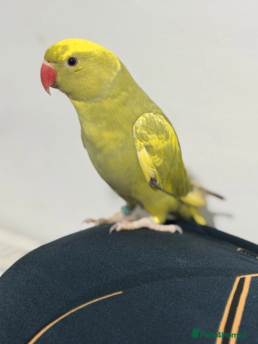 Ringnecks birds for sale: Green Ringneck Pied in Hounslow - Advert 1
