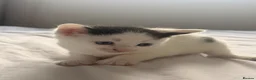 Mixed Breed cats for sale: 4 kittens  - Advert 10
