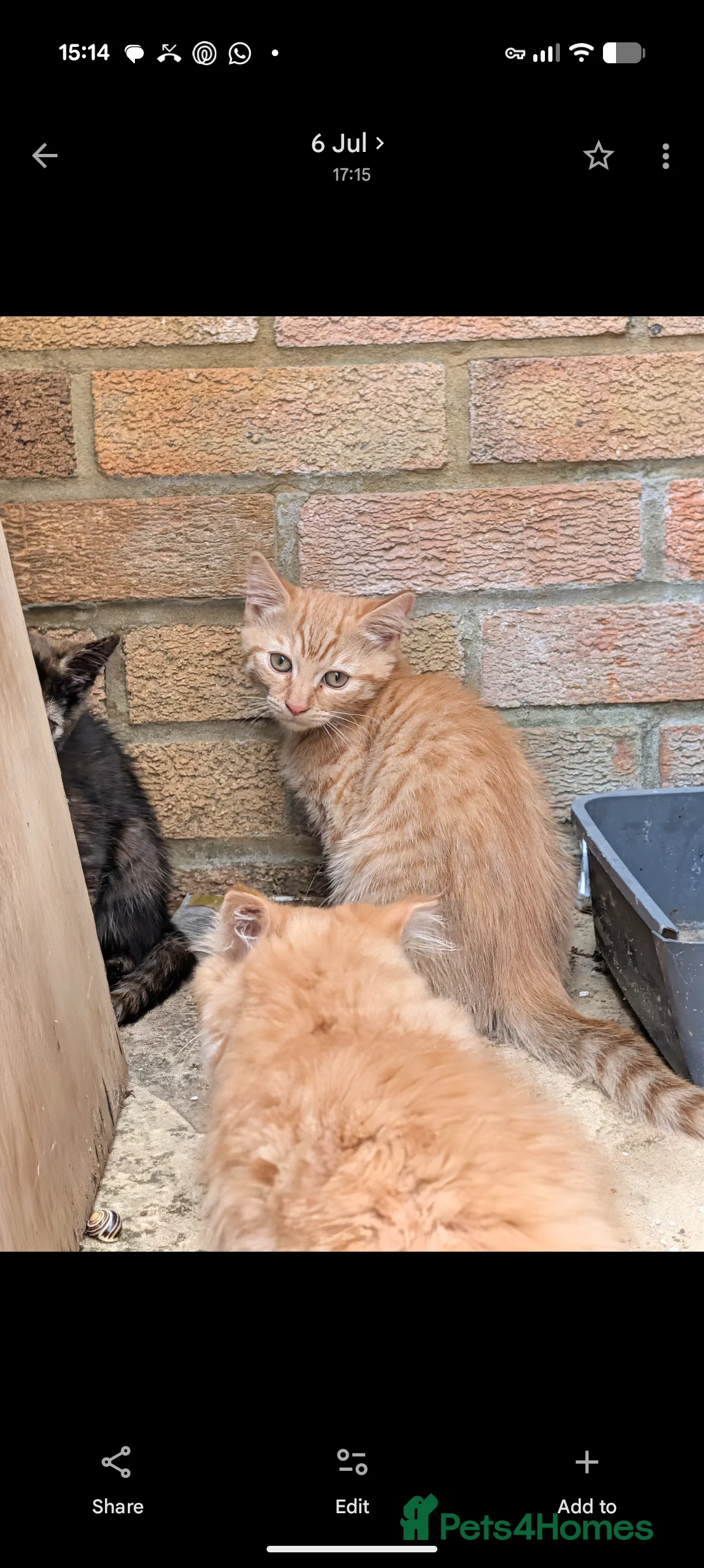 Bengal cats for sale: Bengal/Norwegian Forest kittens - Advert 9
