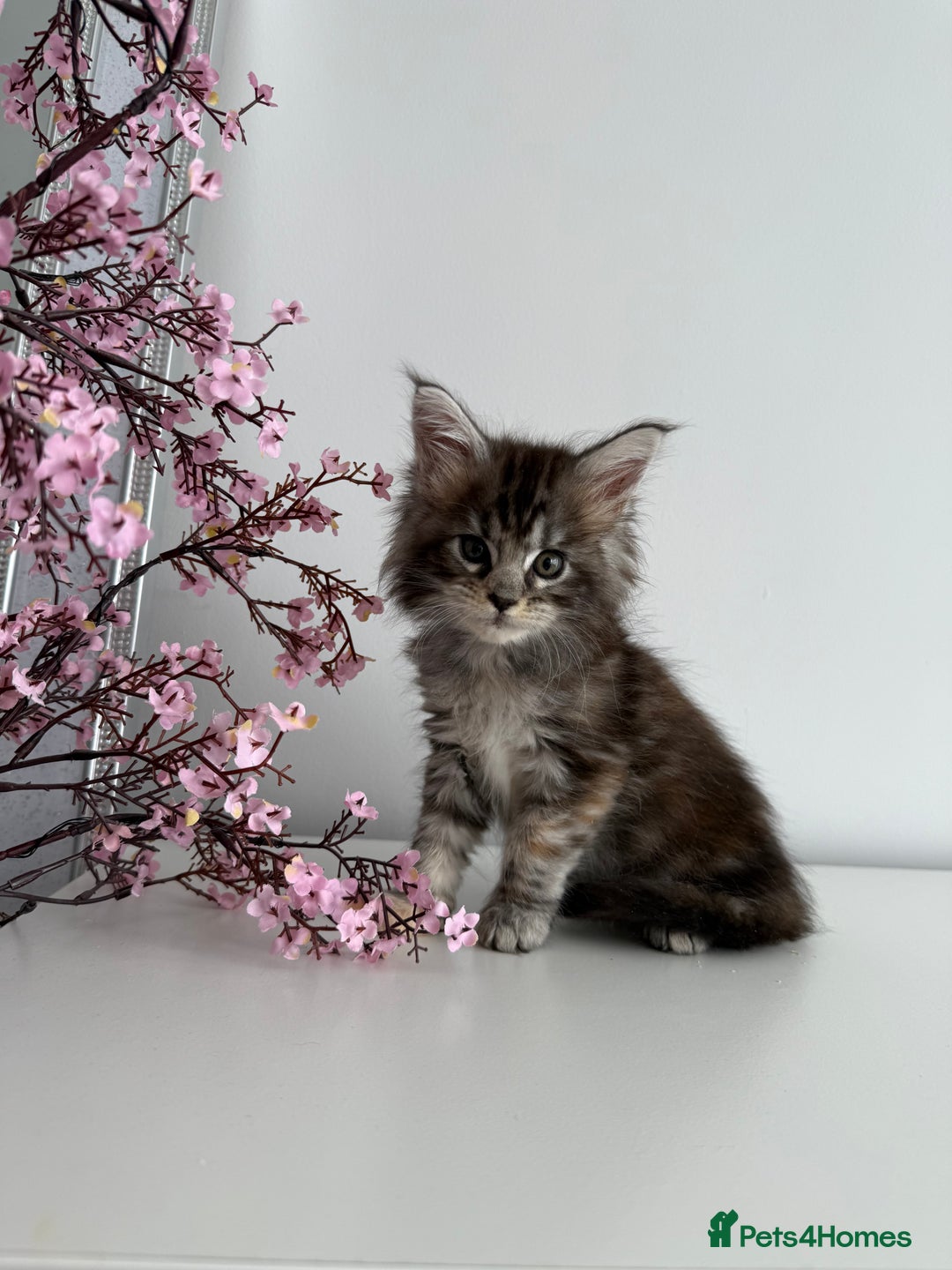 Maine Coon cats for sale: Stunning TICA Maine Coon girls - Image 8