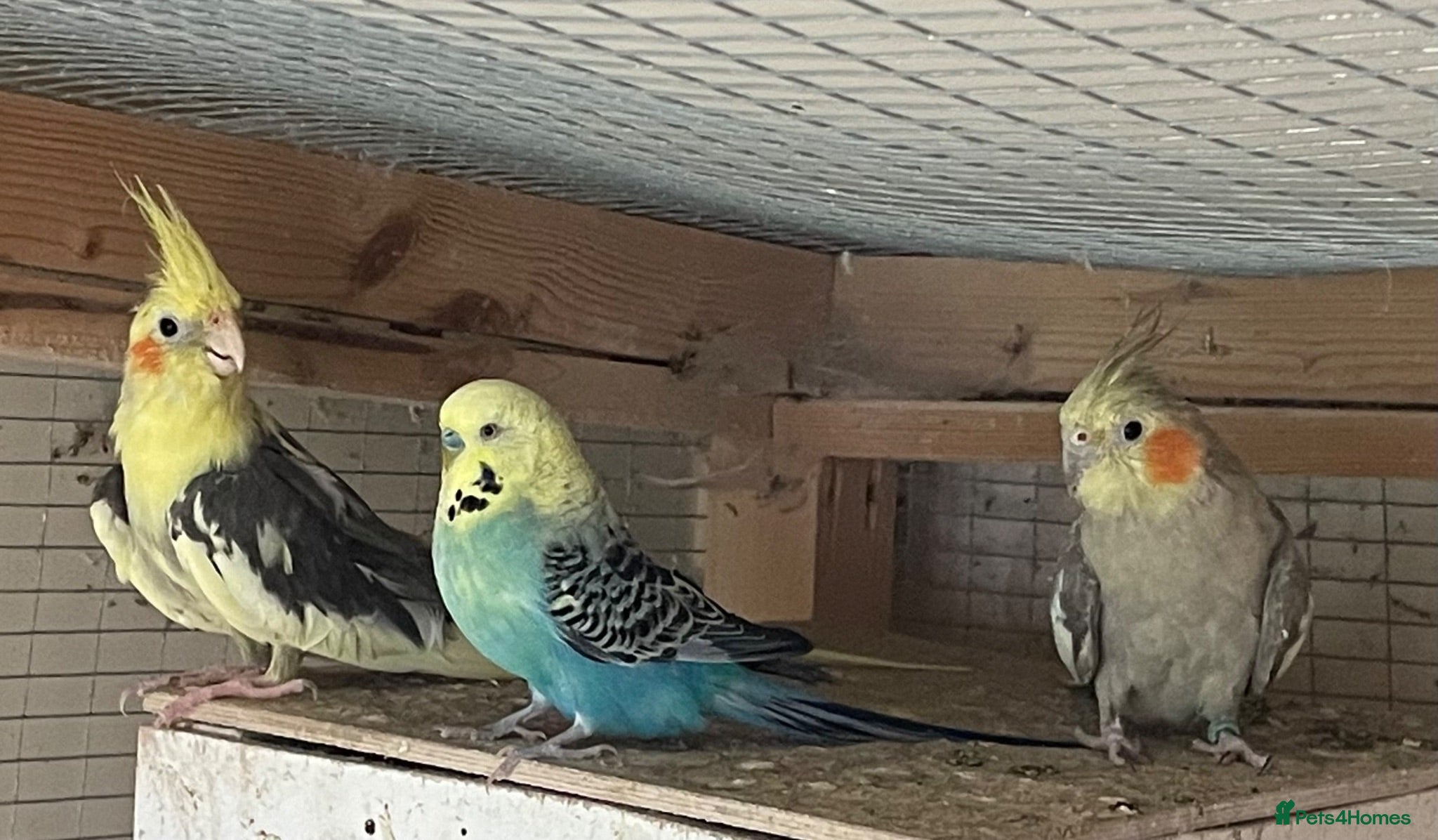 Cockatiels birds Cockatiel pair and male budgie available  - Advert 1