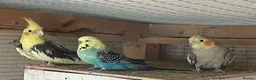 Cockatiels birds for sale: Cockatiel pair and male budgie available  - Advert 1