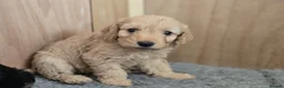 Cockapoo dogs for sale: 5 Gorgeous Cockapoo Puppies - Advert 5