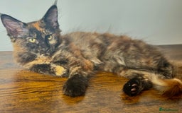 Maine Coon cats for sale: MAINE COON KITTENS READY NOW ❤️❤️ TICA REGISTERED - Image 10