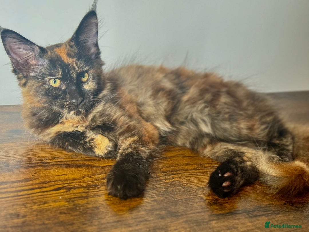 Maine Coon cats for sale: MAINE COON KITTENS READY NOW ❤️❤️ TICA REGISTERED - Image 10