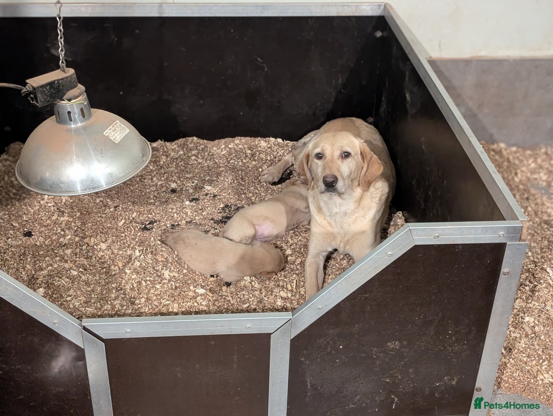 Labrador Retriever dogs for sale: Working Pedigree Yellow Lab pups champion lines - Advert 12